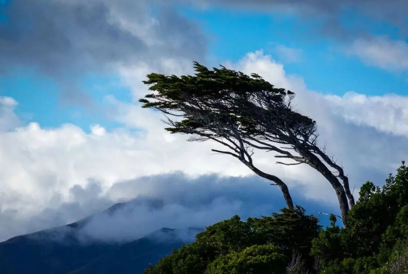 “Árbol bandera”, inclinado por la acción de los persistentes e intensos vientos patagónicos. Fotografía de Alex Tsarfin.