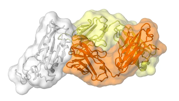 El anticuerpo CR3022, producido por un sobreviviente del SARS, también se une al nuevo coronavirus.