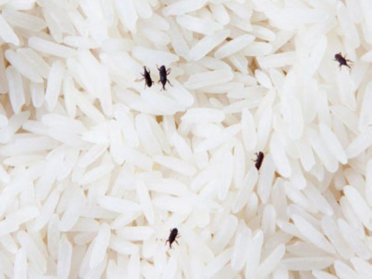 Repartieron arroz con gorgojos y el intendente pidió que los coman igual