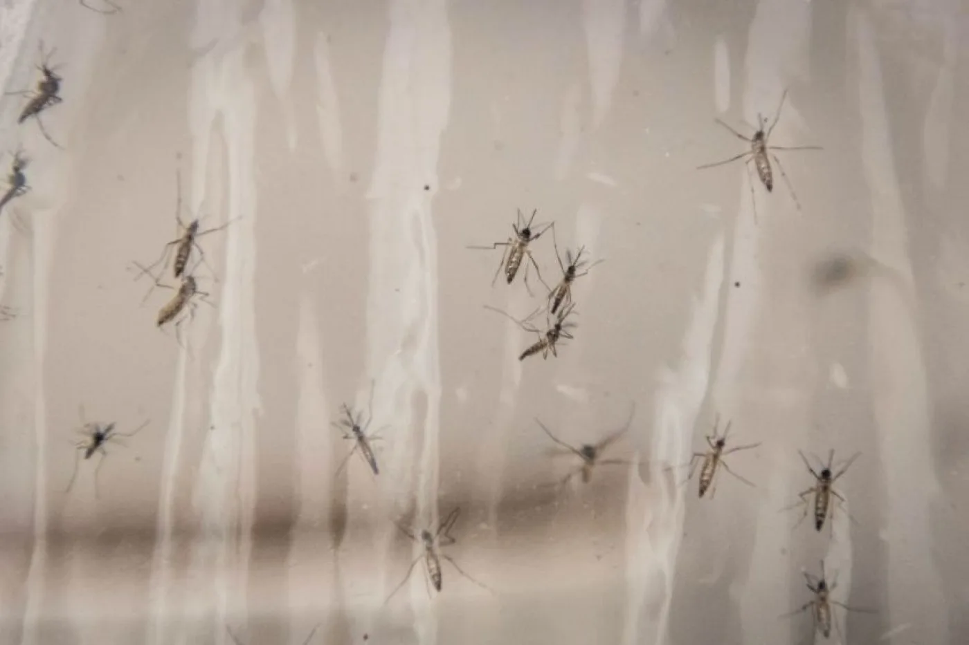Plan de Google para acabar con mosquitos parece funcionar