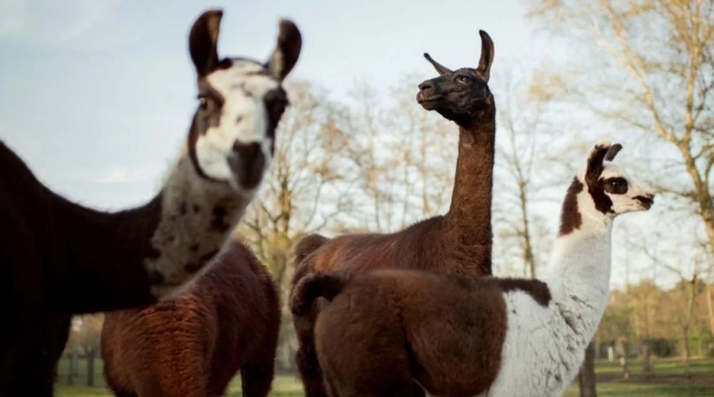 Winter, centro, una llama en una granja de la Universidad de Gante en Bélgica.