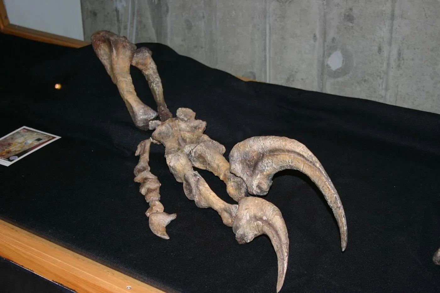 Mano del megarraptor hallado en la patagonia