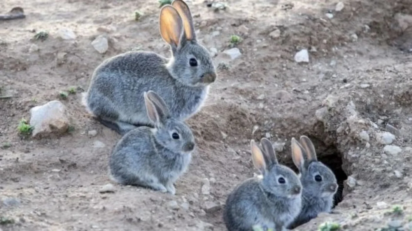 Eliminarán conejos con gas fosfina