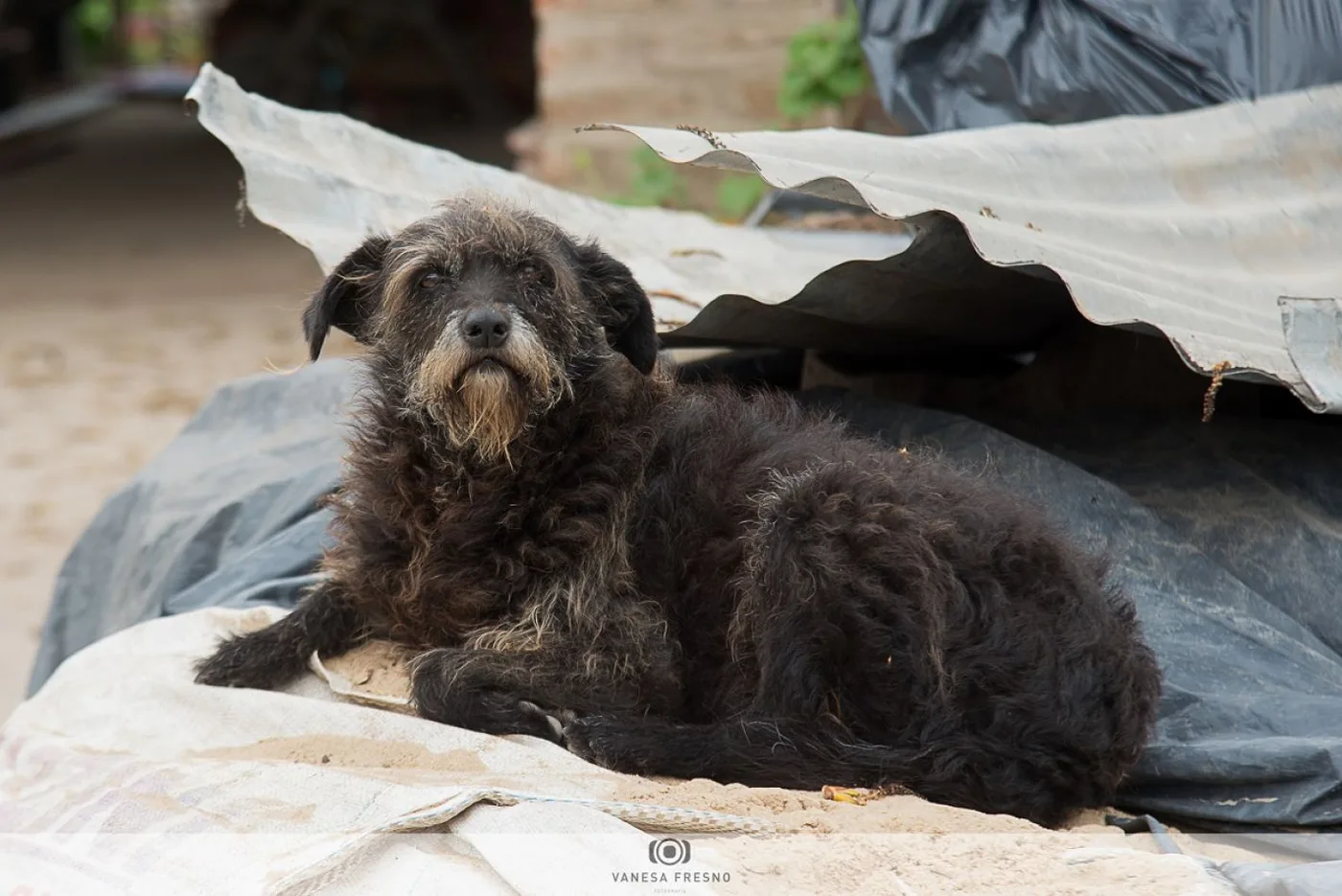 El concejal Von der Thusen propone castrar animales por 180 días pero sin chipear