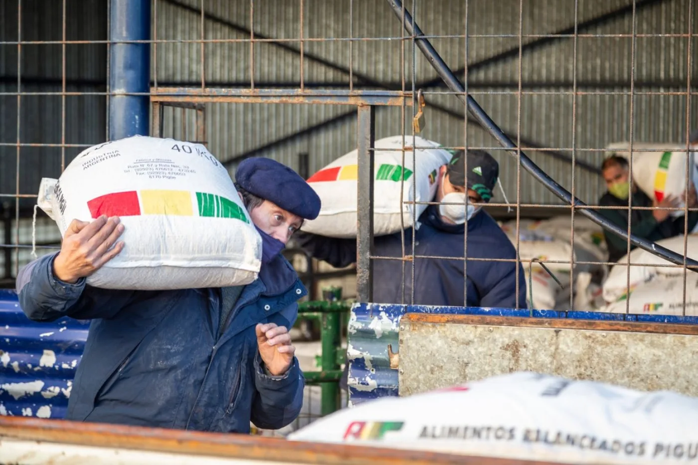 El Municipio lleva entregadas más de 13 toneladas de alimento balanceado a productores porcinos locales