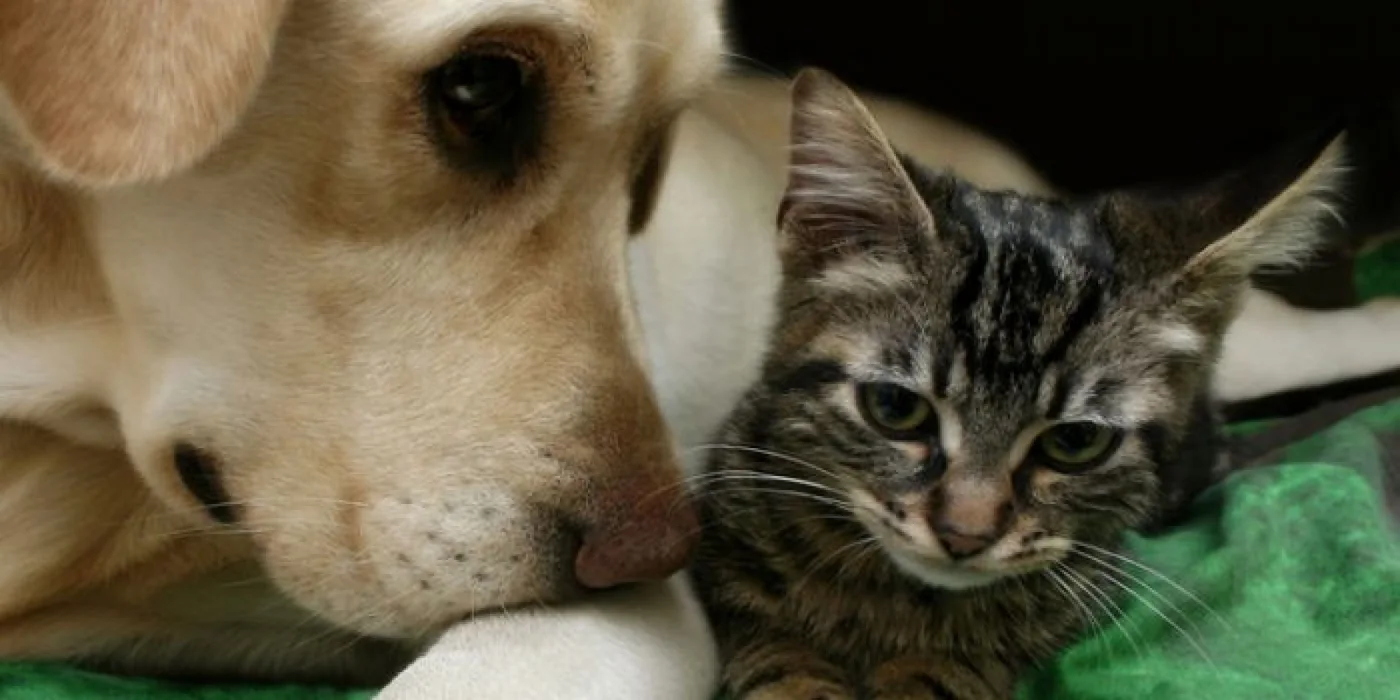 Destacable trabajo entre el Municipio y Protectoras de Animales durante la cuarentena