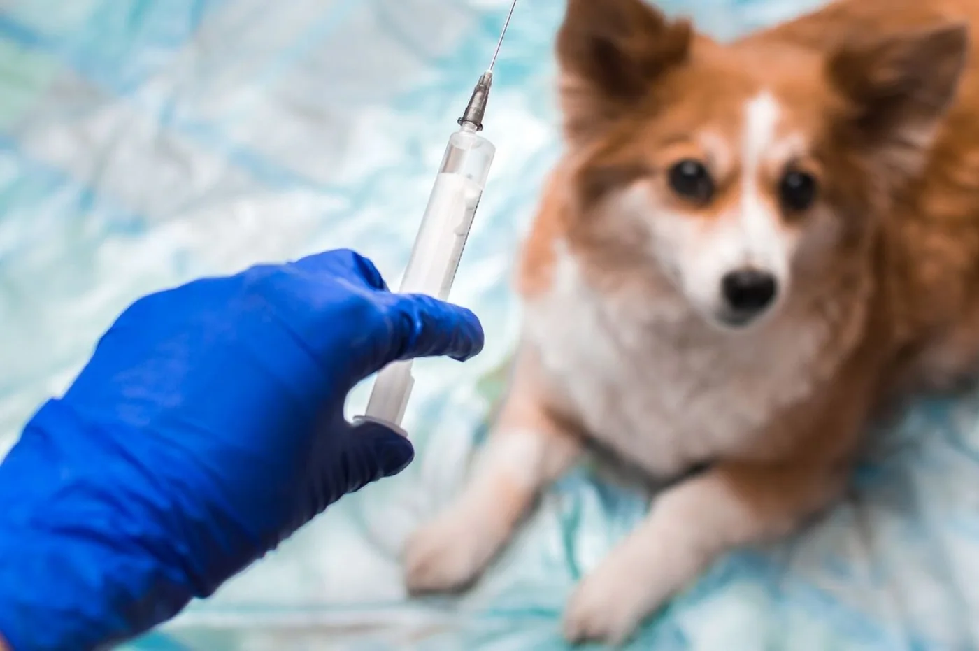 La Municipalidad vacunará a los perros contra la rabia de forma gratuita
