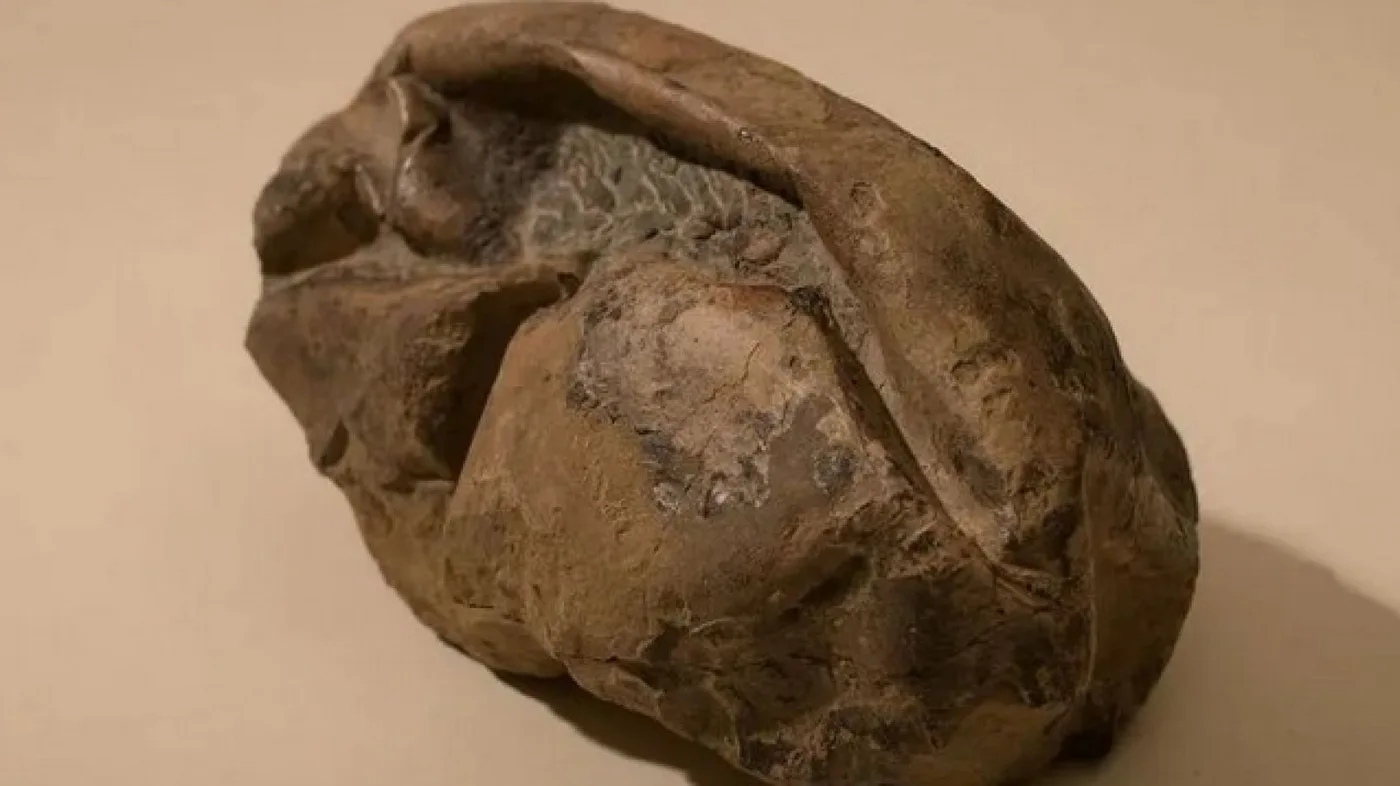 Segundo huevo más grande jamás descubierto, detrás del ahora extinto "pájaro elefante" que habitó Madagascar hasta el siglo XVIII.