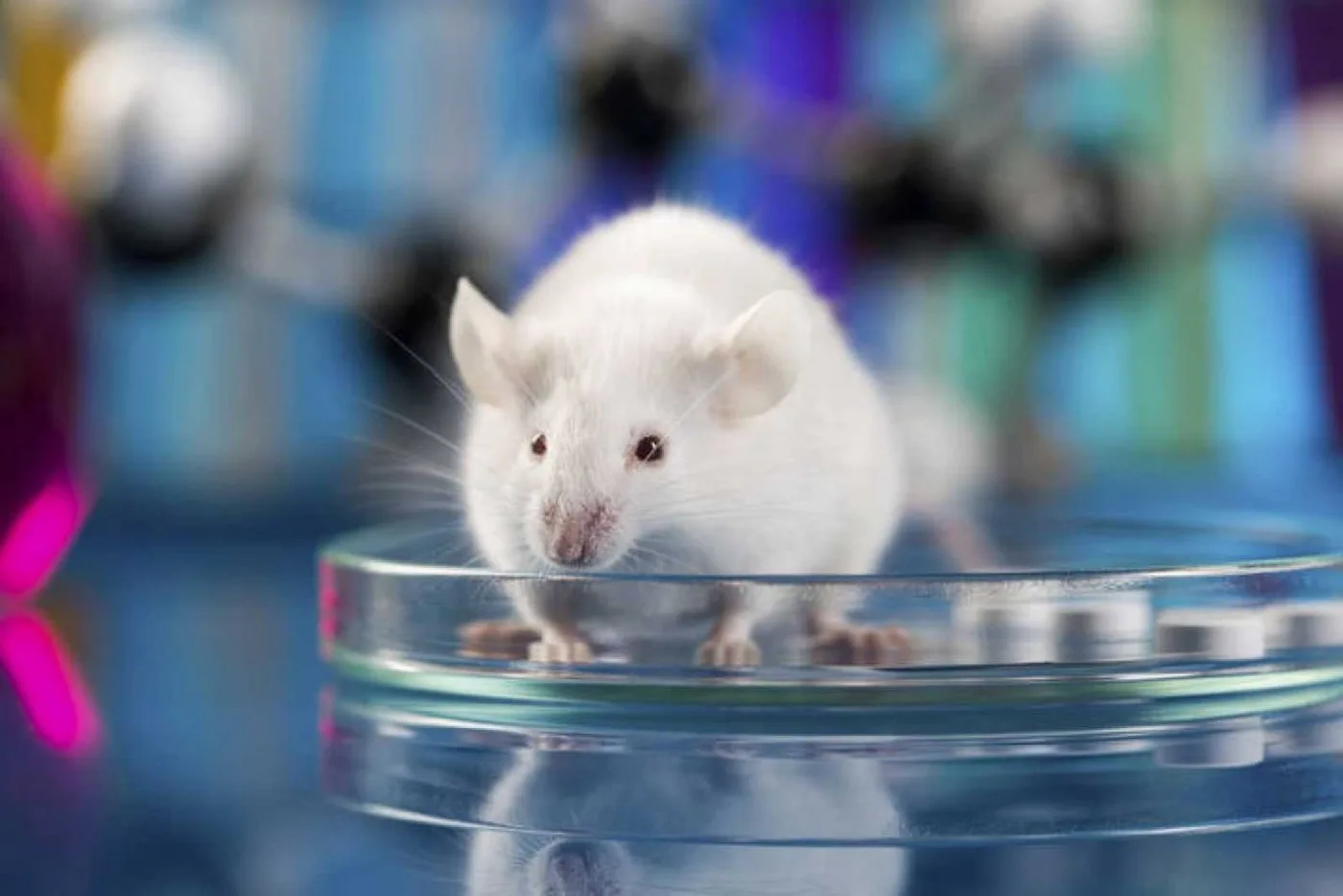 Tratamiento experimentado en ratones logra acabar con el párkinson