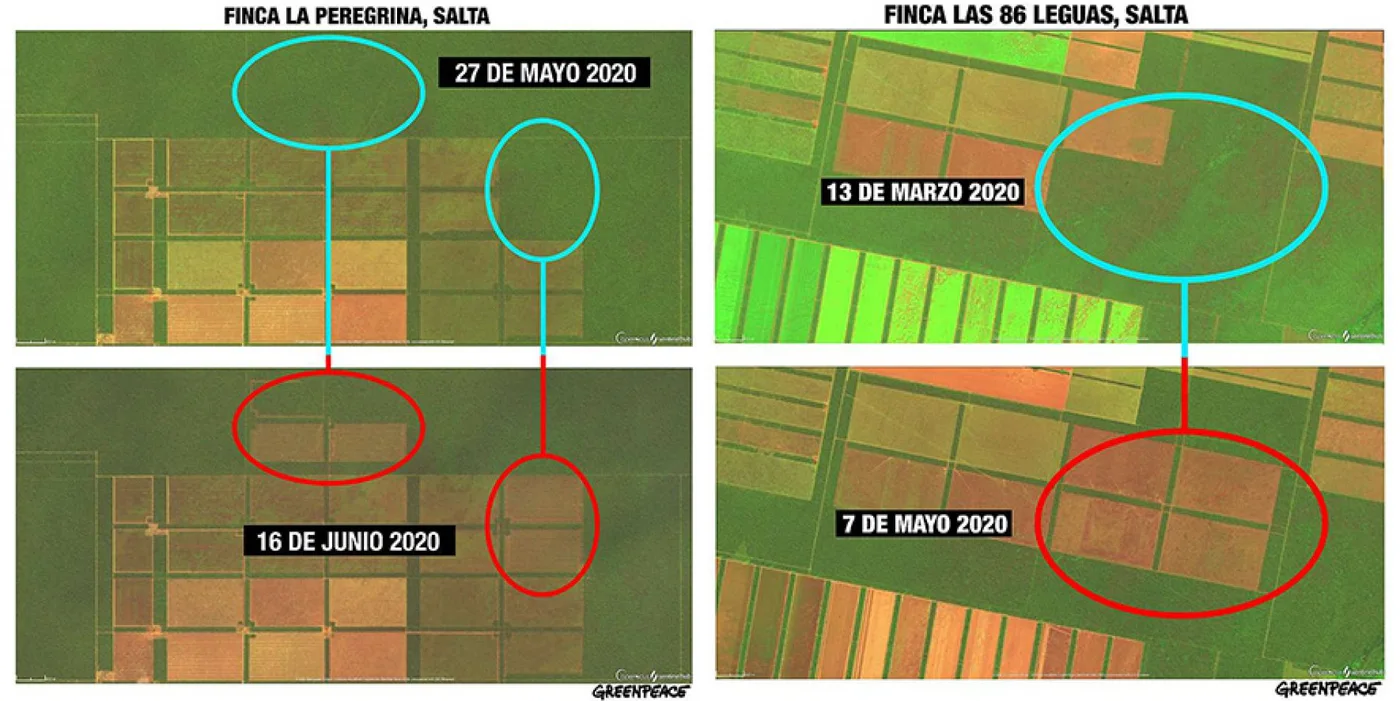 En 3 meses de cuarentena Salta desmontó 3000 hectáreas de bosques nativos