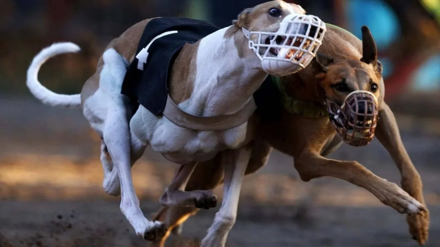 Tres galgos tendrán abogada propia en un juicio por carreras clandestinas.