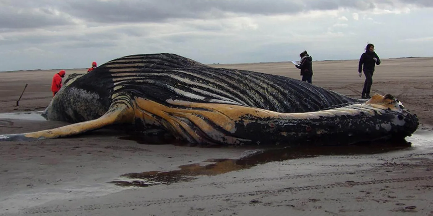 Pescadores hallaron una ballena muerta en Coronel Dorrego