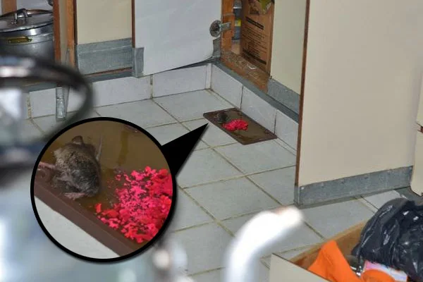 Los roedores fueron encontrados en alacenas de la cocina de la escuela.