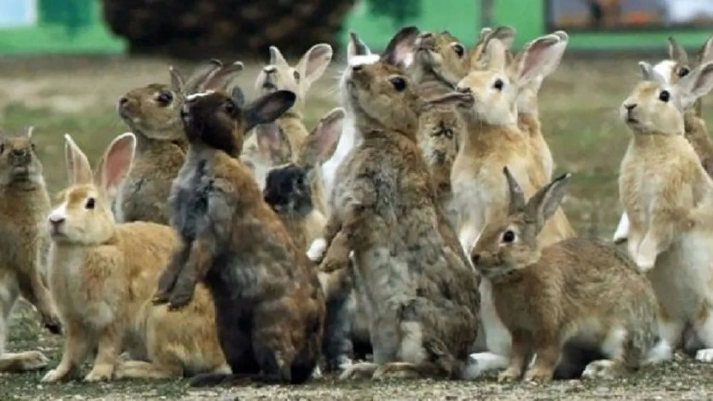 Ushuaia: Un juez prohibió la matanza de conejos con gas fosfina