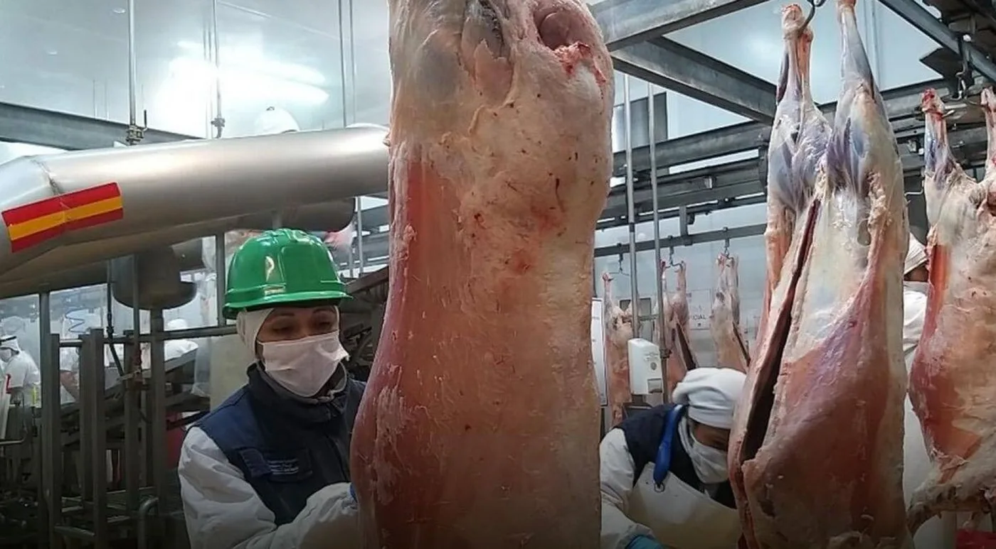 Desde Río Gallegos a Japón: partieron envíos de carne de 1600 corderos patagónicos