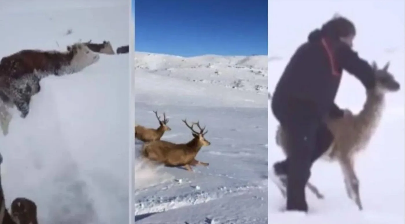 Animales afectados por las intensas nevadas y el frío extremo en distintas regiones de La Patagonia