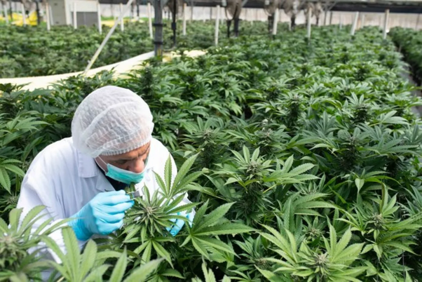 Posibilidades. La producción de cannabis requiere de un serio debate, reclaman desde la cámara del sector, para la regulación de la actividad.
