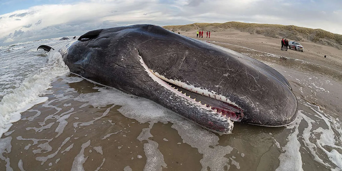 La exploración sísmica amenaza la supervivencia de las ballenas en el Mar Argentino