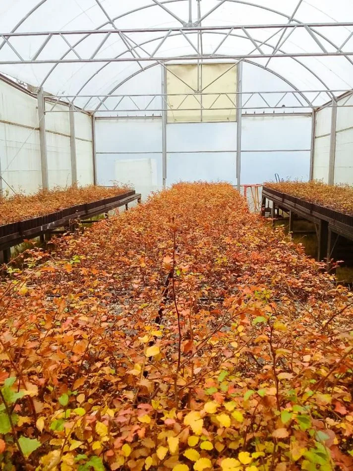 Inicio de una nueva temporada de restauración de bosque nativo