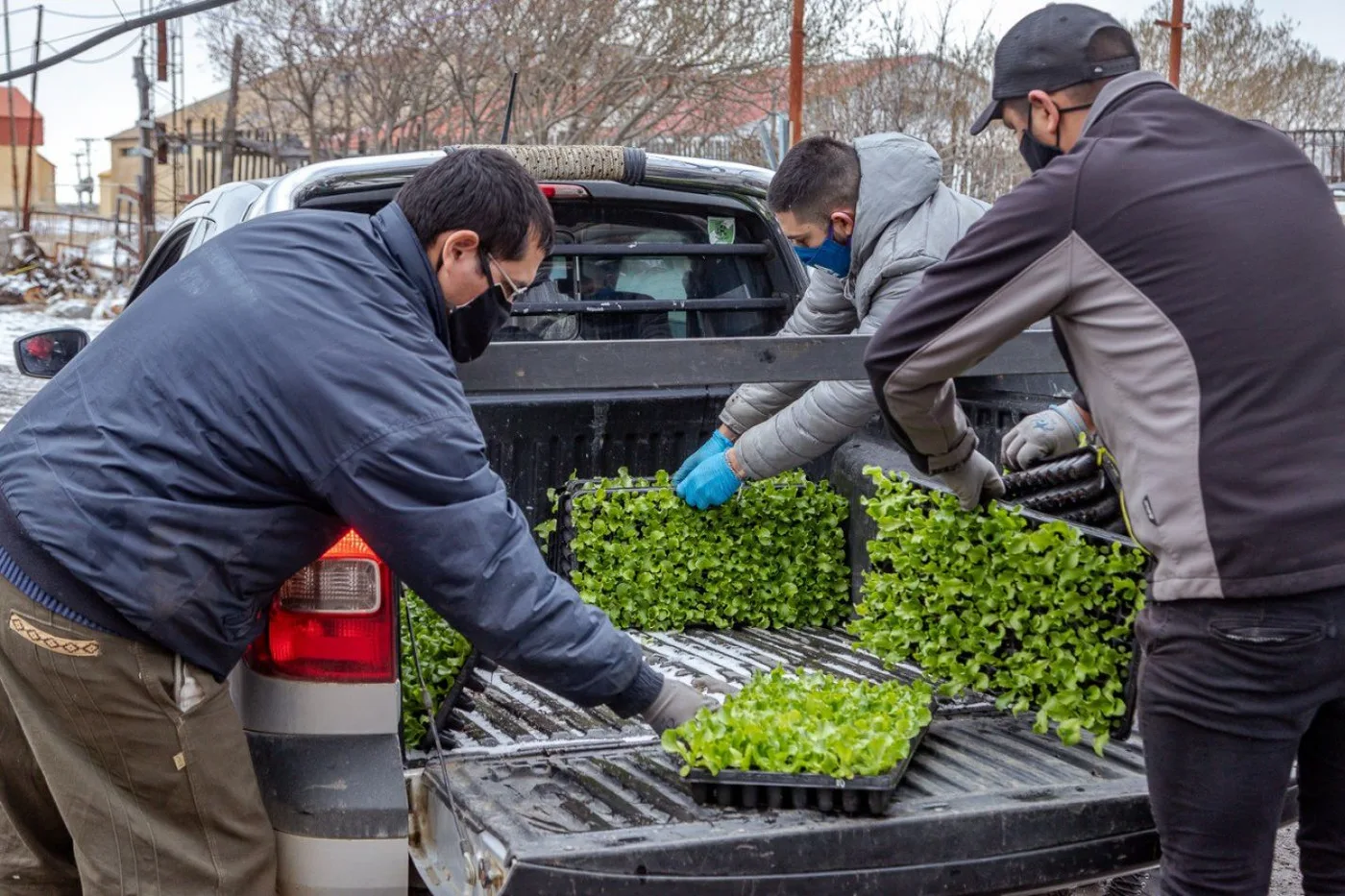 El municipio entregó plantines de lechuga a productores hortícolas