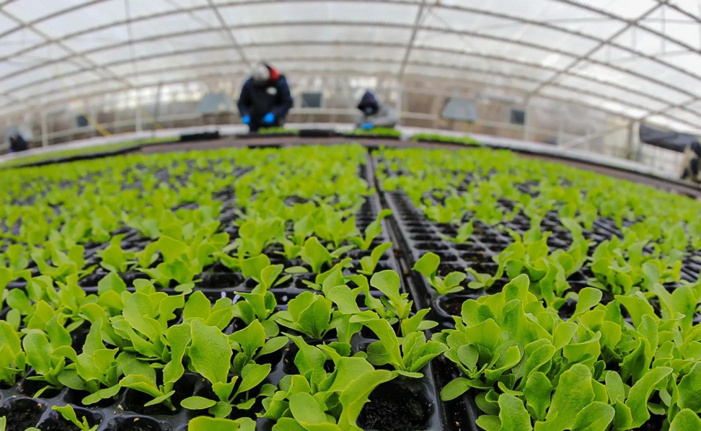 Municipio de Río Grande realizó la entrega de más de 74.000 plantines de lechuga.