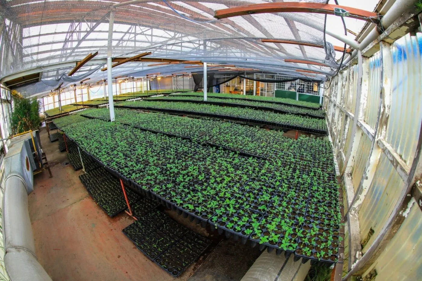 Municipio avanza con la producción de los plantines que, iniciando la temporada de forestación.