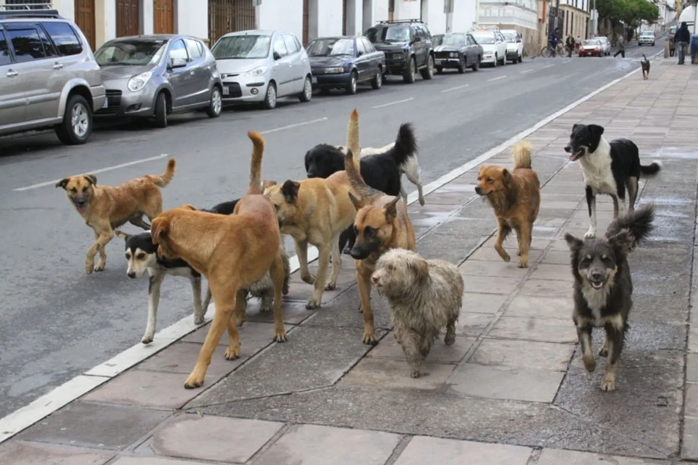 Continúan las reuniones con vecinos para abordar la problemática de superpoblación canina