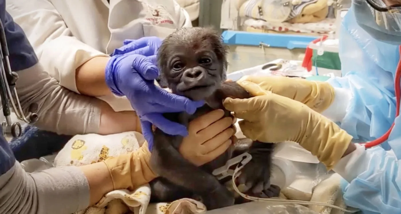 Nace el primer bebé gorila en el zoológico de Boston