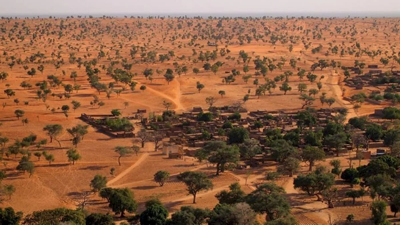 Hallan cientos de millones de árboles en el desierto del Sahara