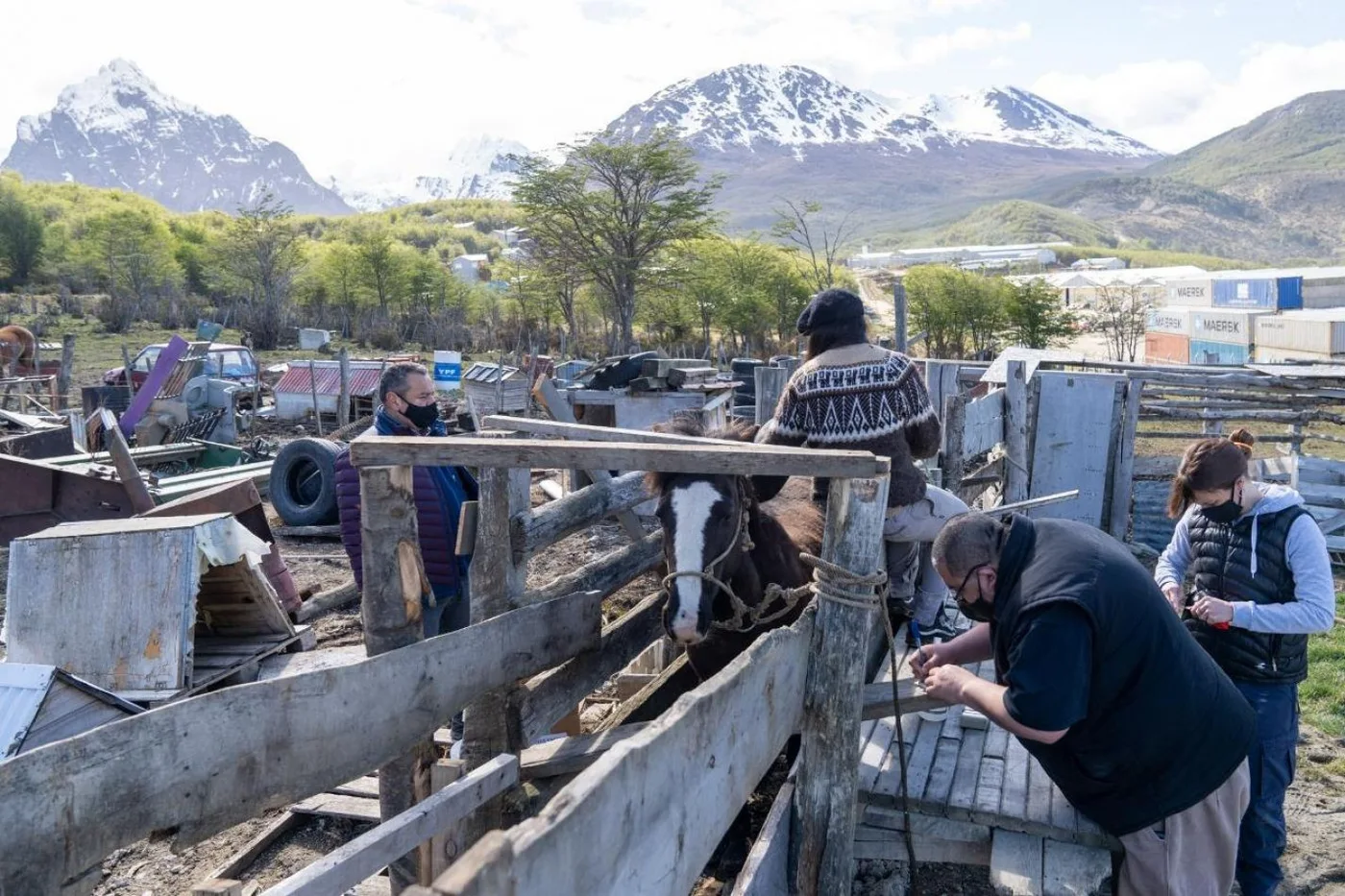 La Municipalidad de Ushuaia inició el chipeo de caballos