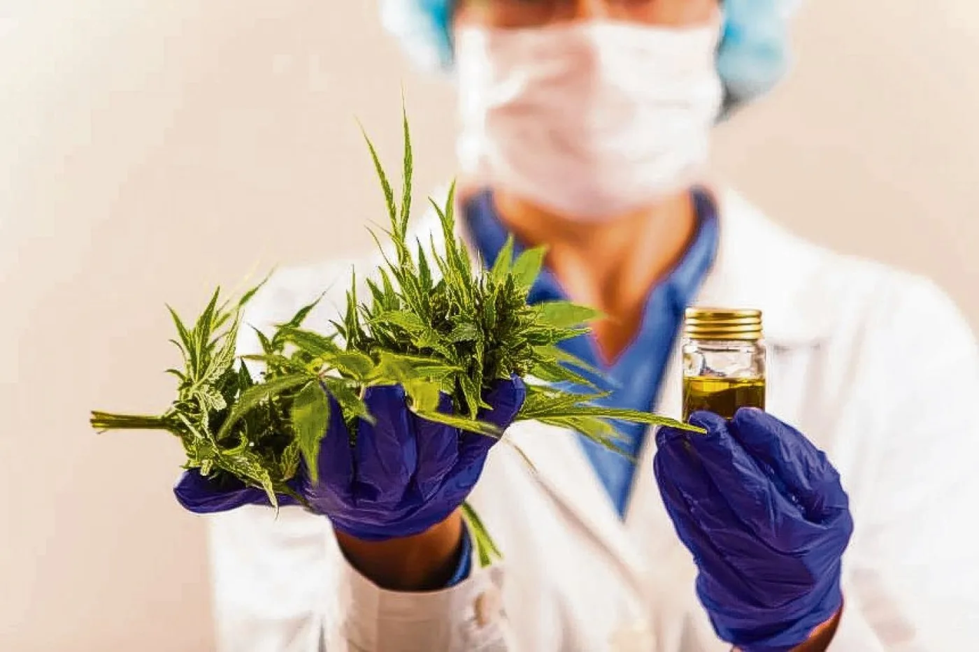 Cannabis es un género con tres especies​ de plantas de flores perteneciente a la familia Cannabaceae.