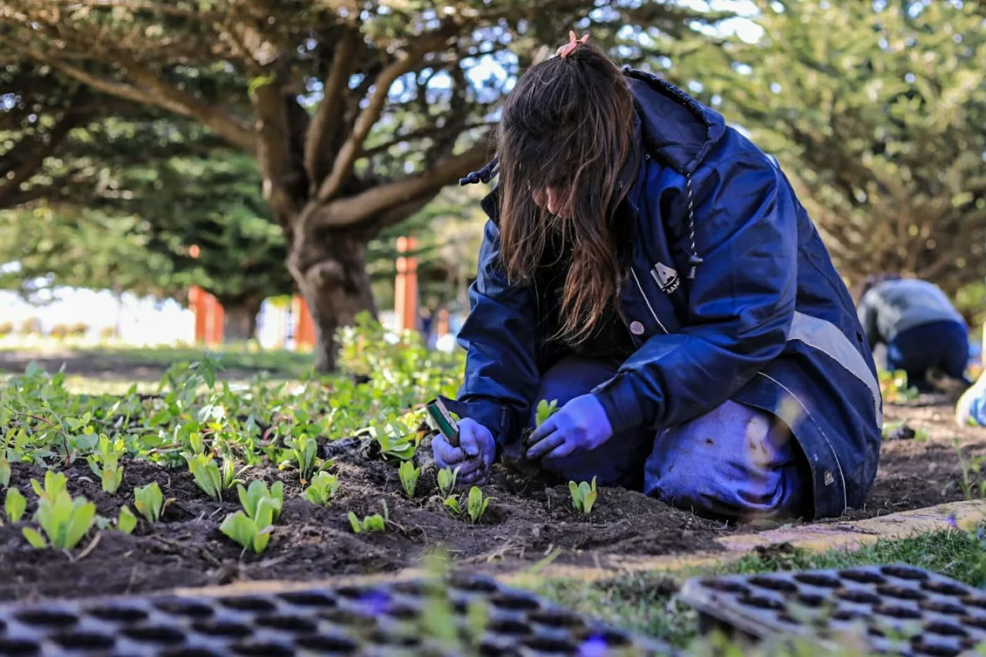 Más de 25 mil plantines embellecerán la plaza Almirante Guillermo Brown