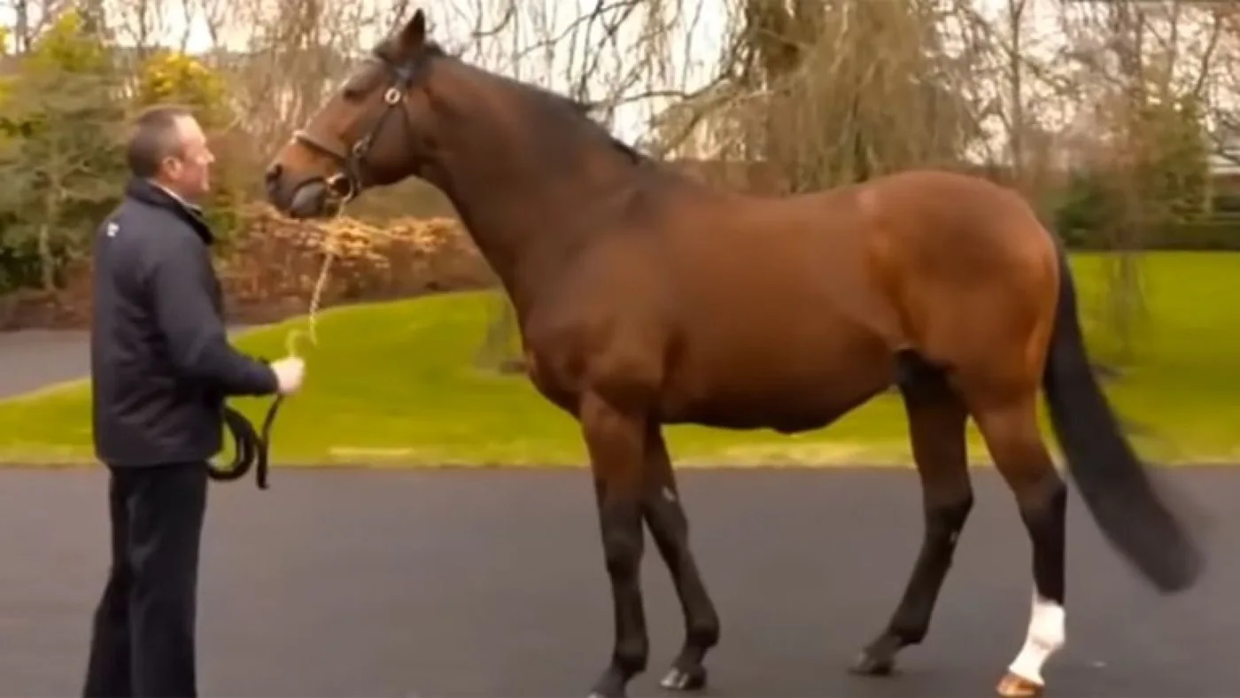 Galileo, el caballo más costoso del mercado