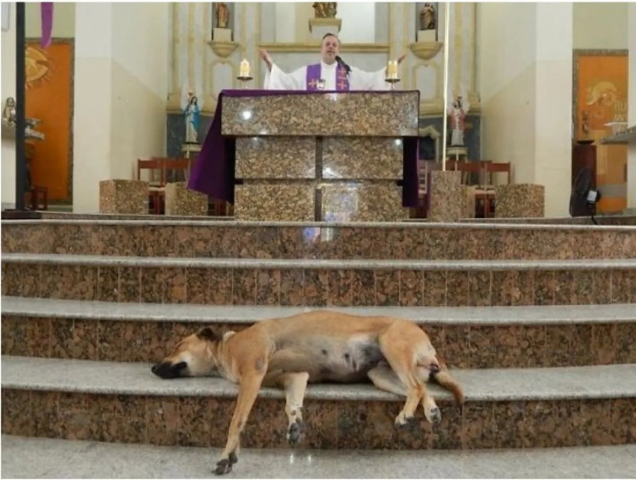 Gracias a la acción del sacerdote, el número de perros abandonados en las calles de Gravatá se ha reducido notablemente