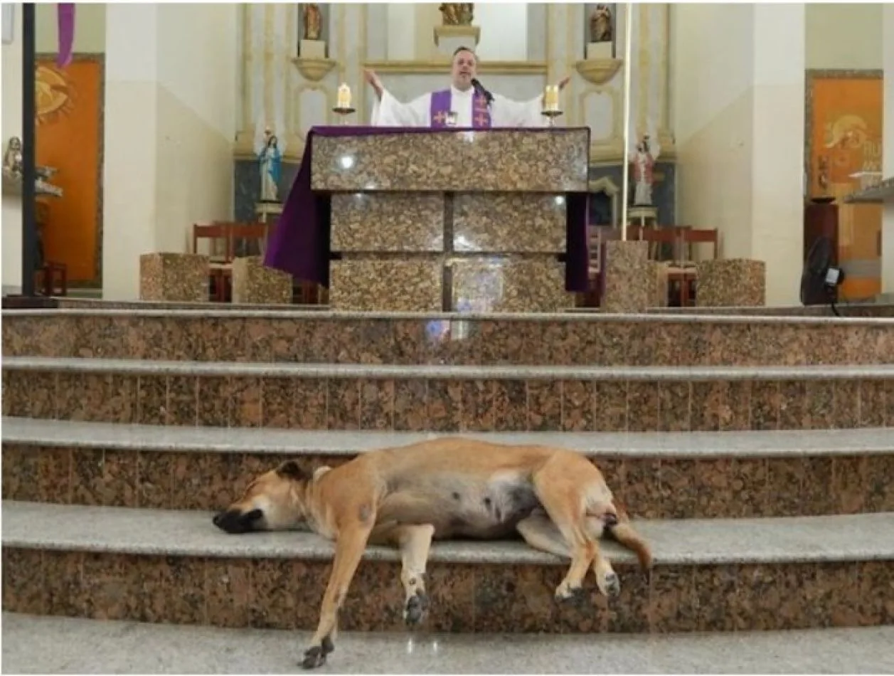 Gracias a la acción del sacerdote, el número de perros abandonados en las calles de Gravatá se ha reducido notablemente