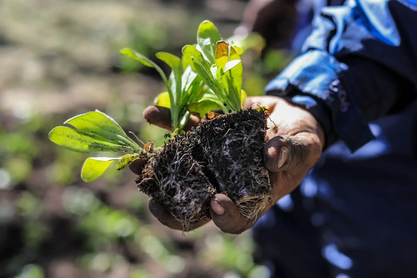 La entrega unabandeja por adulto con 25 plantines entre 4 y 5 variedades.