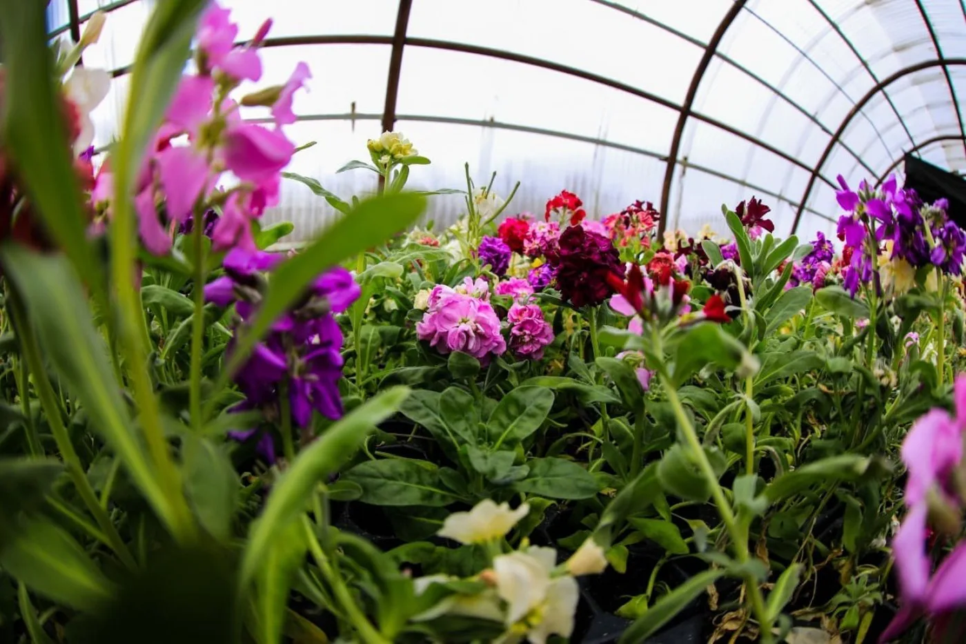 La entrega de los plantines será bajo estricto  protocolo sanitario.
