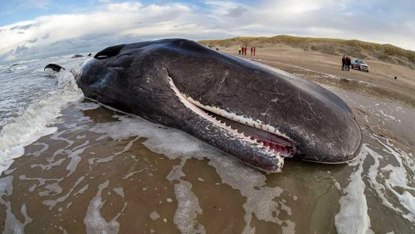 Cachalote varado en la playa.