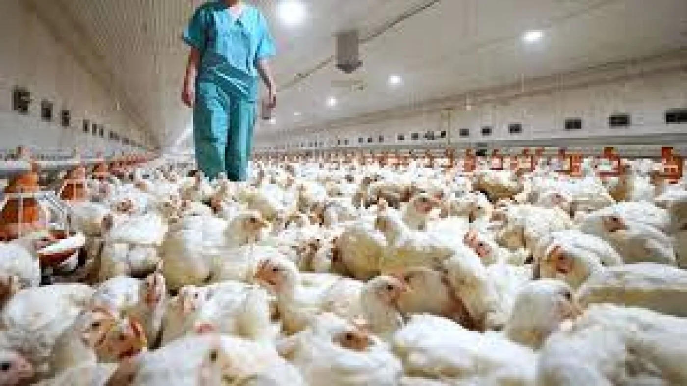 Detectaron el primer caso de transmisión de gripe aviar a humanos