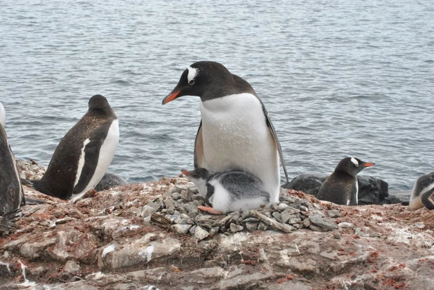 Peligroso virus es detectado en pingüinos de la Antártica y Patagonia chilena