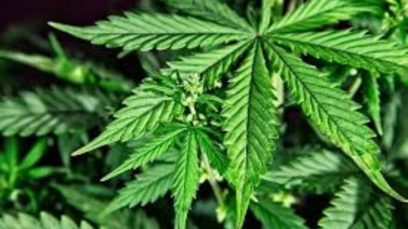 El Gobierno habilita la inscripción de semillas para uso medicinal