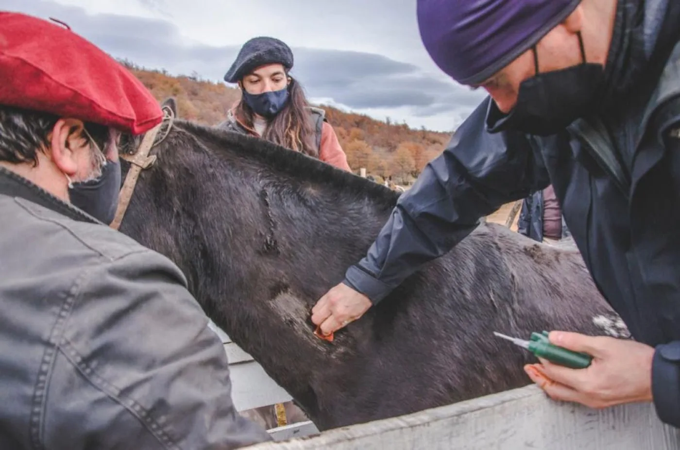 Jornada de chipeo de equinos en la ciudad de Ushuaia.