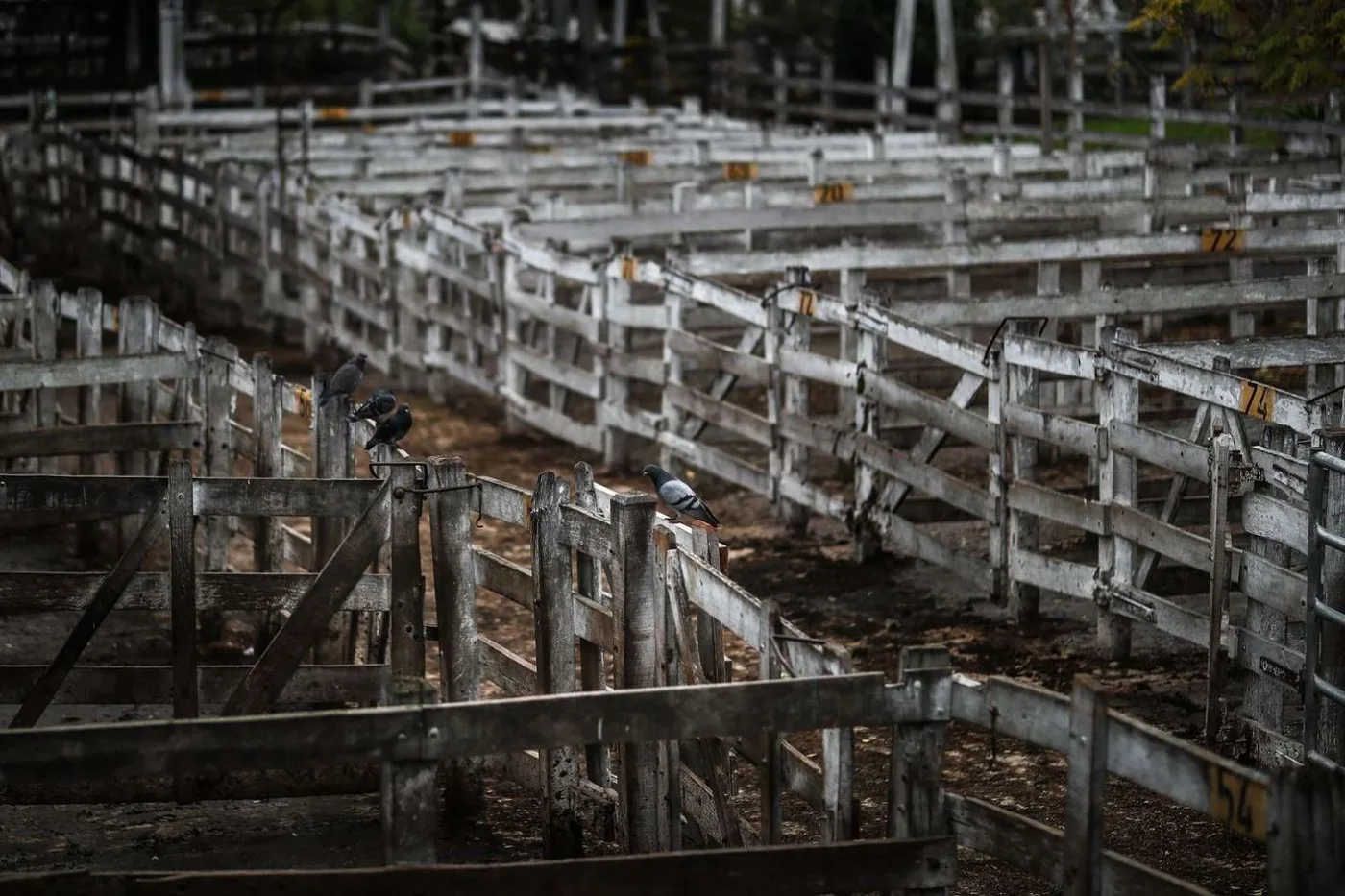 Cepo a la carne: El paro del campo seguirá hasta el miércoles