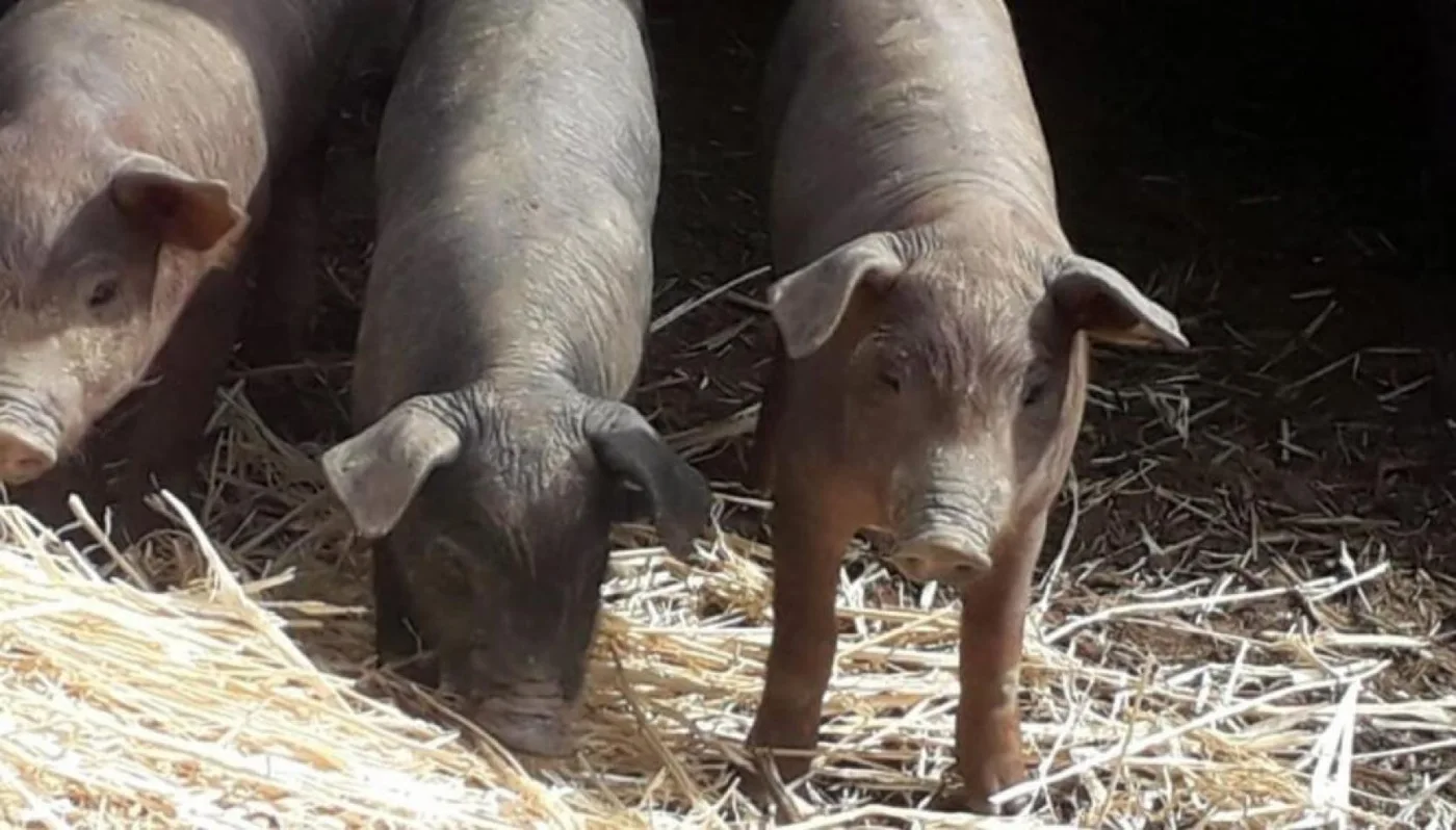 Nueva especie de cerdo-jabalí por un accidente nuclear