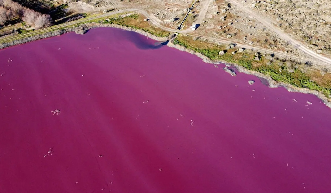 En la Patagonia, una laguna se tiñó de rosado por la contaminación. Foto: Daniel Feldman / AFP