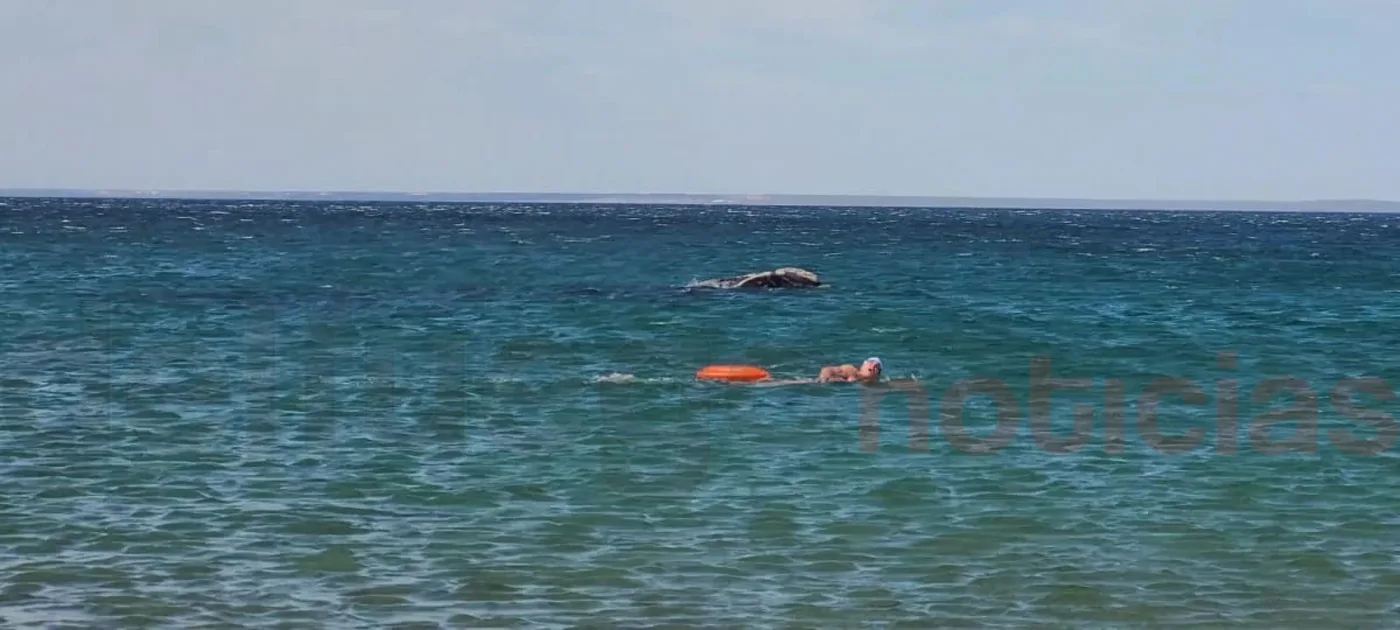 Luis Argamonte fue sorprendido por ballenas mientras nadaba en Puerto Madryn