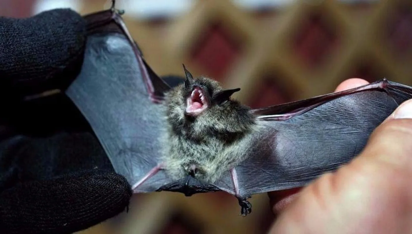 Detectaron un caso de rabia en un murciélago en Chubut