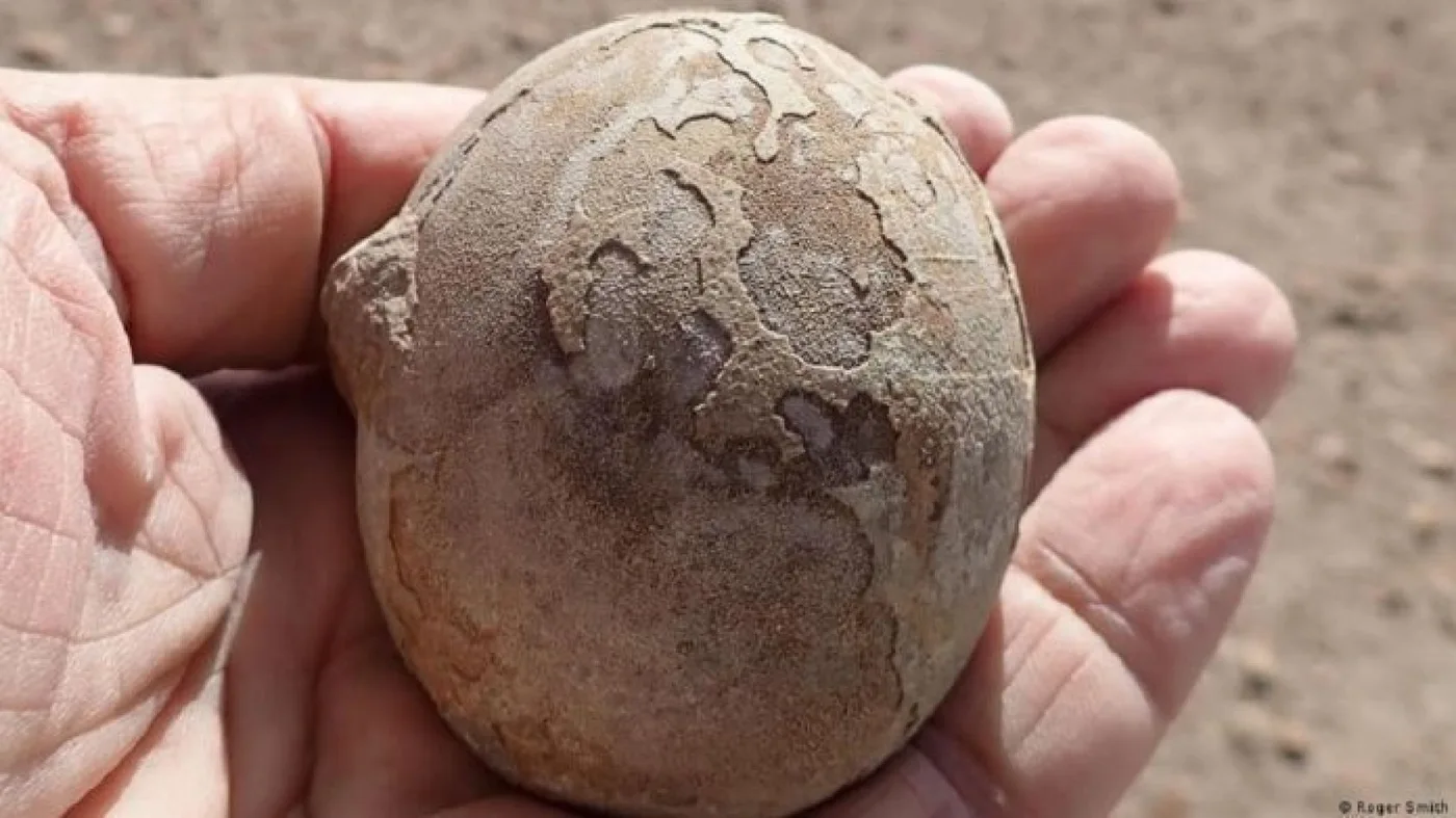 Encuentran un nido con más de 100 huevos de dinosaurios en la patagonia