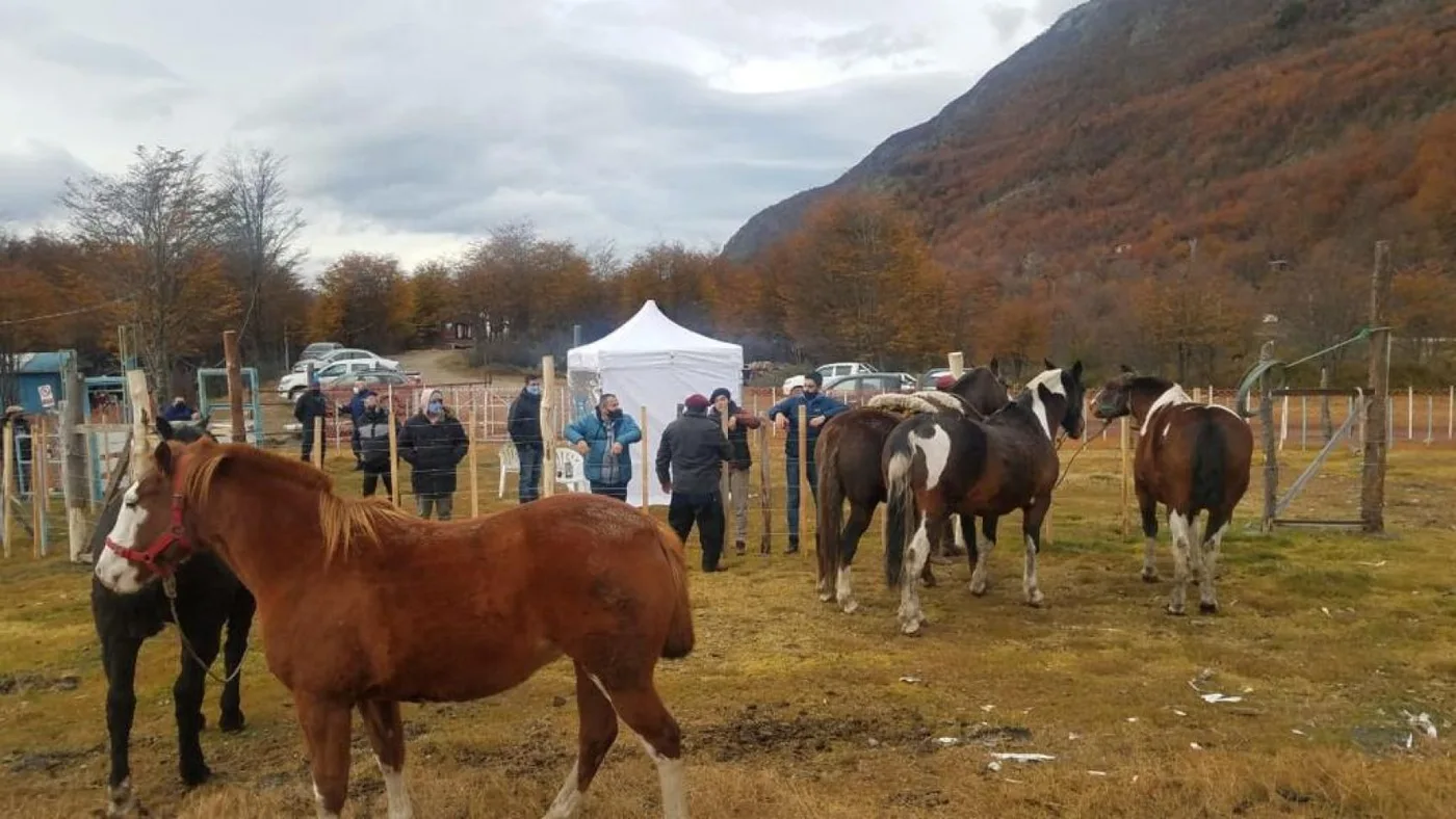 Jornada de chipeo a equinos en Ushuaia