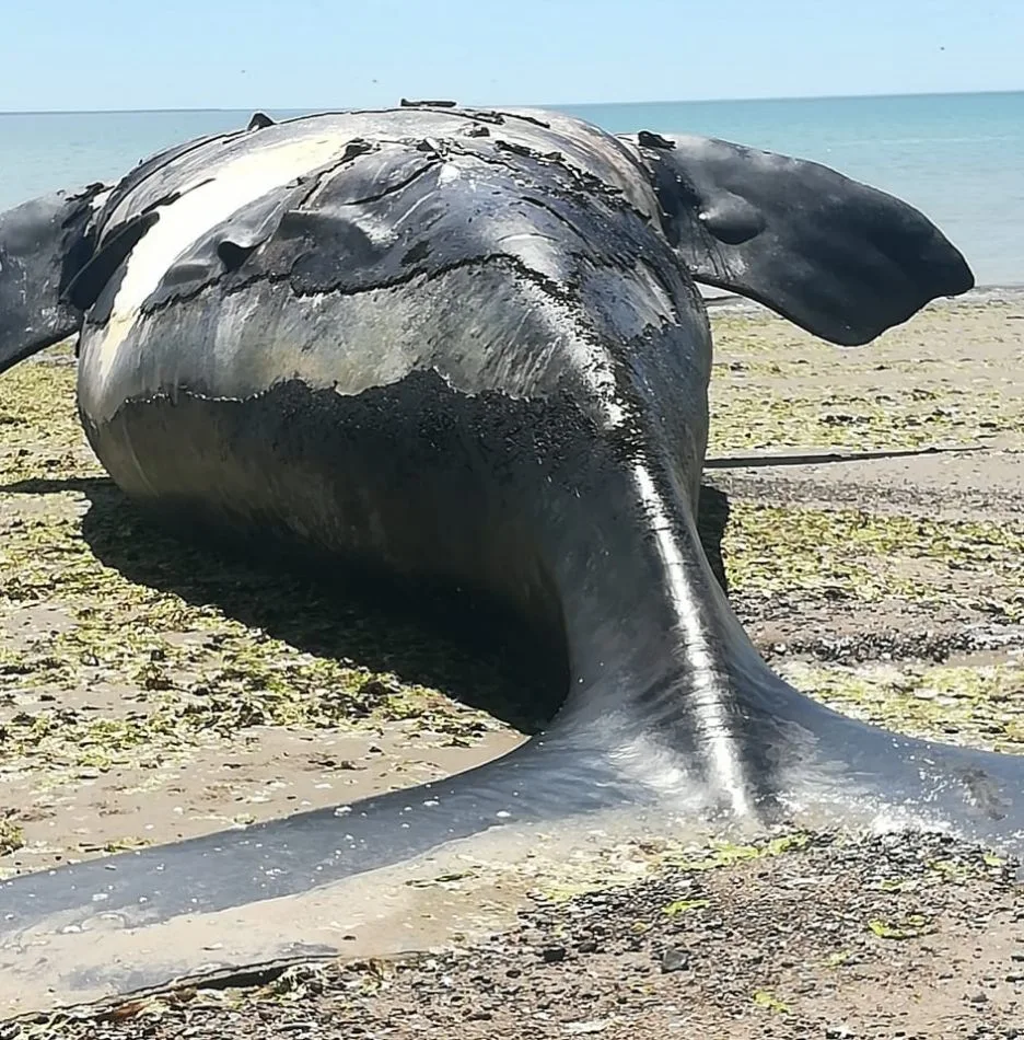 Apareció otra ballena muerta en la costa de Madryn